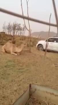 في واقعة وحشية ومرتكبها عديم الضمير بالفيديو.. مواطن سعودي يقتل جملاً رمياً بالرصاص