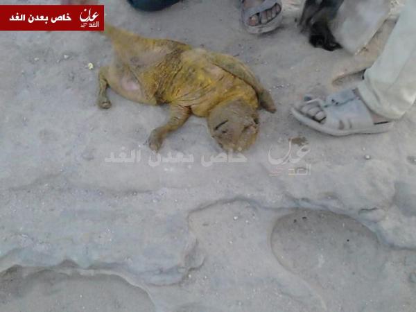 صورة.. نعجة بالضالع تلد اغرب مولود  بملامح تشبه الإنسان!