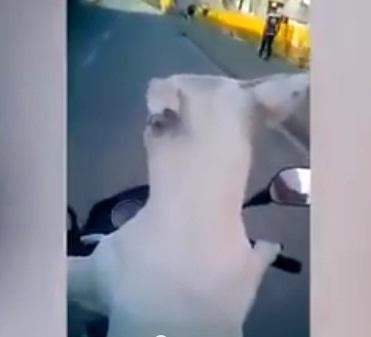 الشرطة الفيتنامية تبحث عن رجل ترك كلبه يقود دراجته النارية (فيديو)