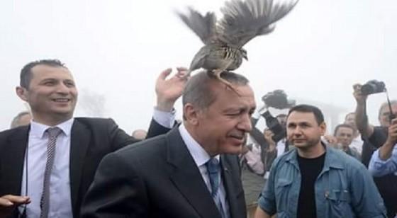 طائر يصرّ على الهبوط فوق رأس أردوغان بعد افتتاحه أحد المساجد