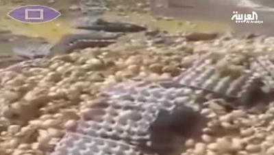 فيديو غريب.. اكوام كراتين بيض مرمية في السعودية تفقس "الصيصان" من حرارة الشمس