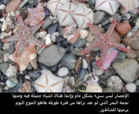 اعصار تشابالا يهدي سكان سقطرى شعب مرجانية نادرة وجميلة (صور)
