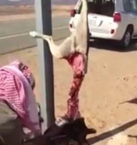 بالفيديو.. سعوديون يذبحون ذئباً ويقسّمونه بينهم ويأكلون لحمه نيئاً