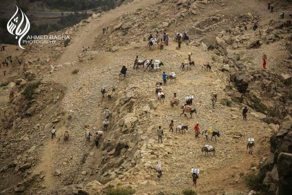 شاهد بالصورة: الحمار يعود من جديد لأداء الخدمة في تعز