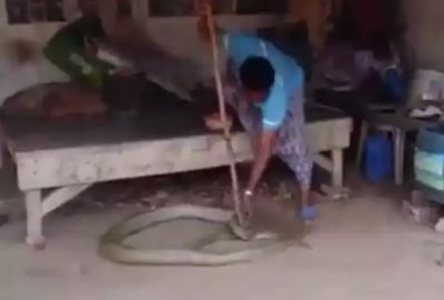 فيديو: رجل يعثر على ثعبان ضخم تحت سريره