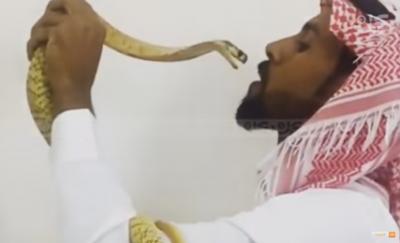 شاهد فيديو: سعودي صائد الأفاعي و” قبلة الموت” من كوبرا قاتلة