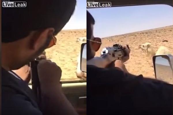 فيديو: سعودي يقتل جمل بسلاح رشاش