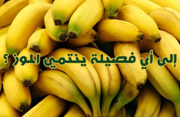 بالصور.. 10 معلومات غريبة لا تعرفها عن الفواكه