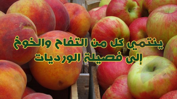 بالصور.. 10 معلومات غريبة لا تعرفها عن الفواكه بالصور.. 10 معلومات غريبة لا تعرفها عن الفواكه