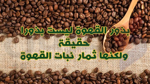 بالصور.. 10 معلومات غريبة لا تعرفها عن الفواكه بالصور.. 10 معلومات غريبة لا تعرفها عن الفواكه
