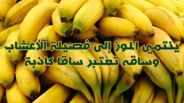 بالصور.. 10 معلومات غريبة لا تعرفها عن الفواكه بالصور.. 10 معلومات غريبة لا تعرفها عن الفواكه