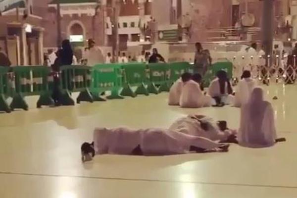 فيديو طريف: قطّة توقظ معتمرًا داخل الحرم لتسترد حاجة لها