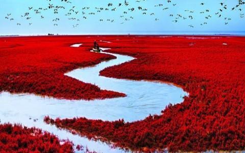 من أجمل شواطئ العالم "الشاطئ الأحمر" في مدينة بانجين بالصين شاهد (صور)