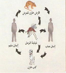 مرض اللشمانيا التعريف الوقاية العلاج