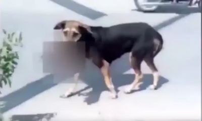  مشهد مريع .. كلبة تحمل طفلاً بين فكيها وتتجول به في الشوارع!