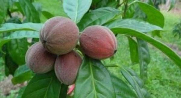 اكتشاف مفاجئ بمحض الصدفة: ثمار تقتل السرطان وينهي أثره ويبدأ بالتحسن خلال 5 دقائق