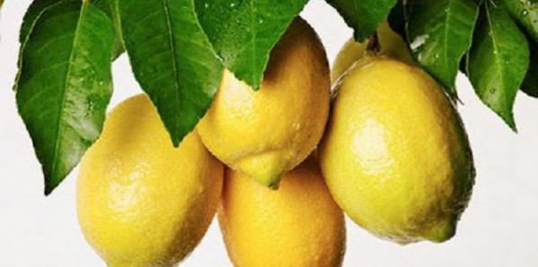 مفاجأة مذهلة..الليمون يحارب السرطان أكثر من العلاج الكيماوي بـ10 آلاف مرة