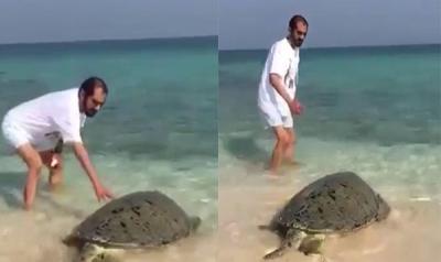 فيديو: محمد بن راشد يداعب سلحفاة ضخمة على أحد شواطئ دبي ويعيدها للبحر