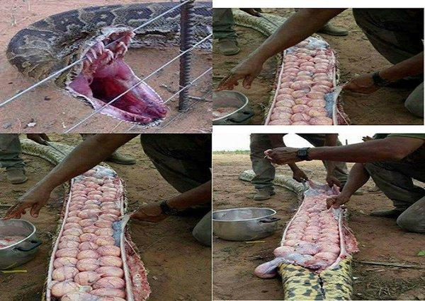 صور: اتهموا أفعى بالتهام ماشيتهم.. فعثروا على مفاجأة عند شق بطنها المنتفخ!