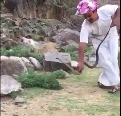 شاب سعودي يصطاد افعى سامة من نوع كوبرا.. شاهد كيف فعل بها (فيديو)