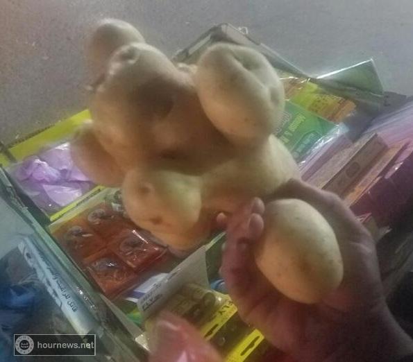 مواطن يشتري حبة بطاط تزن 3 كيلو.. سبحان الله (صور)
