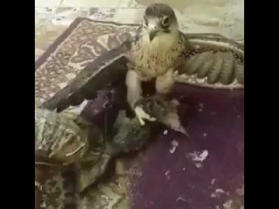 فيديو صادم يظهر صقر وهو يلتهم قطة حية وصاحبه يكتفي بالتصوير ويثير جدلاً واسعاً