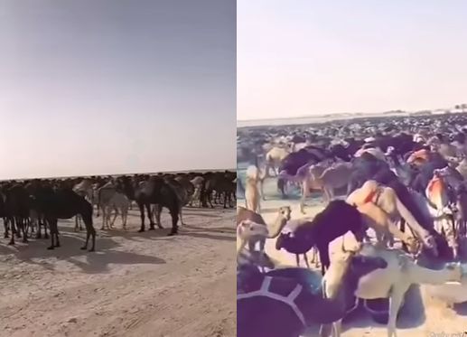 أزمة «بقر» جديدة بين قطر والسعودية .. وتقرير ناري للجزيرة يمرمط بلإعلام السعودي (فيديو)