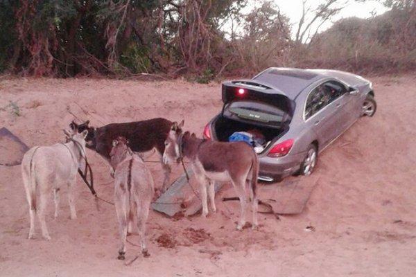 بالصور.. الشرطة تضبط 4 حمير حاولوا تهريب مرسيديس