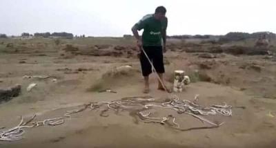 شاهد: سعودي يتفاجأ بمزرعة ضخمة من الثعابين في مزرعته
