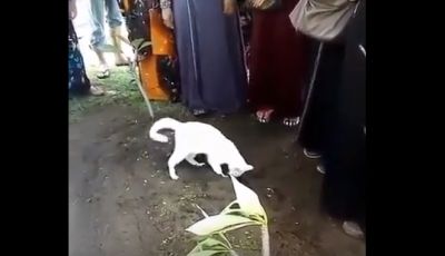 مقطع مؤثر جداً.. شاهد ماذا فعلت هذه القطة بعد موت مالكتها!