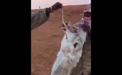 شاهد الفيديو: شخصان يجبران جملًا على ابتلاع أفعى