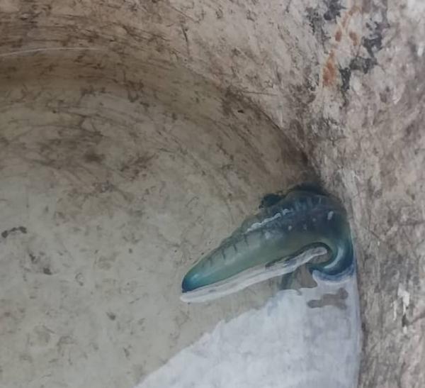 ظهور كائن بحري (خطير) في سواحل حضرموت (صور)