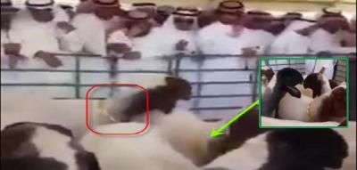 بالفيديو ملياردير سعودي يلبس قطيع كامل من الأغنام ذهب بملايين الدولارات في ظل الأزمة الإقتصادية السعودية