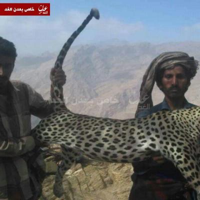 مواطن يمني يتمكن من اصطياد نمر بمودية