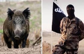 خنازير برية تقتل 3 عناصر من “داعش” في كركوك.. والتنظيم ينتقم!