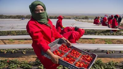 السعودية تقاطع مصر  وتحظر استيراد هذه الفاكهة