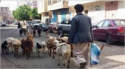 مهنة قديمة تعود الى صنعاء من جديد بعد غياب طويل 