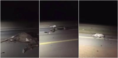 بالفيديو: مصرع يمنيَيْن ونفوق 14 رأسا من الإبل في حادث مروع بالسعودية