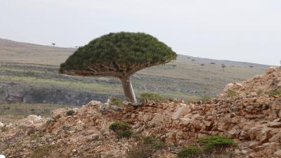  نجل آخر سلاطين سقطرى يطالب الإمارات بسحب قواتها من الجزيرة