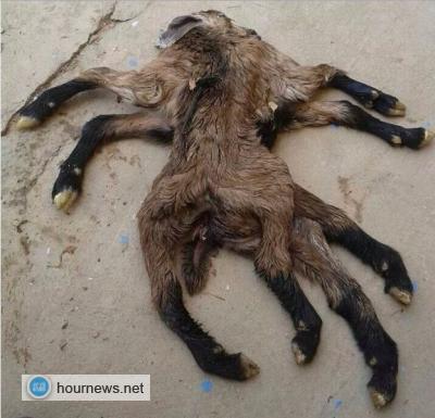 المكلا: شاهد عظمة الخالق في شاه تضع مولود بأربع أيدي وأربع أرجل -صورة