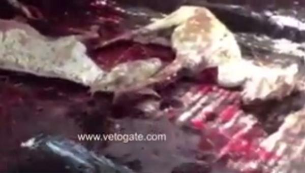شاهد بالفيديو : لحوم الحمير تغزوا المطاعم المصرية للإستهلاك الادمي