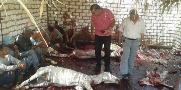 مصر: هل تصدقون .. يذبحون الحمير ويستخدمون جلودها كمنشطات جنسيّةّ