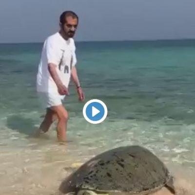 شاهد بالفيديو:  محمد بن راشد وهو يداعب بخوف سلحفاة ضخمة على أحد شواطئ دبي