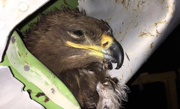 بالصور: طائر يخترق جناح طائرة تابعة لـ “السعودية” و يسبب ضررا كبيرا