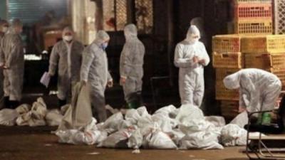 ارتفاع وفيات فيروس أنفلونزا الطيور الغامض بالصين إلى 31 بكين تعلن وفاة 4 أشخاص بـ(إتش7إن9) وارتفاع الإصابات إلى 129