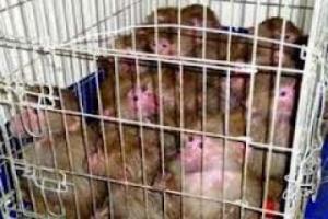 إحباط أكبر عملية تهريب لحيوانات نادرة في اليمن الى الخارج