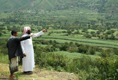 القات يهدد اليمن بالعطش