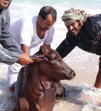 "بالصور والفيديو" يمنيون يصطادون ابقار من البحر