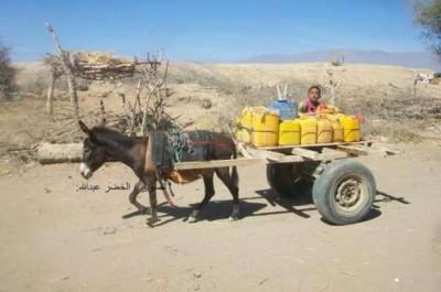 أزمة المشتقات النفطية تشعل أسعار الحمير في اليمن