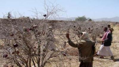 انتعاش تجارة الحطب في اليمن وأسعاره تقفز 300%